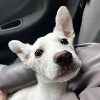 Логотип @priyut_gorlovka - Горловский приют для бездомных животных "Верный друг"❤️❤️❤️