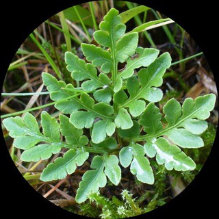 Логотип @pro_botvu - Про Ботву - дикая природа рядом с вами