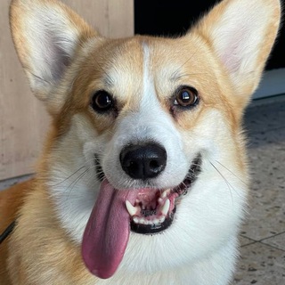 Логотип @probarry - моя первая собака 🐶