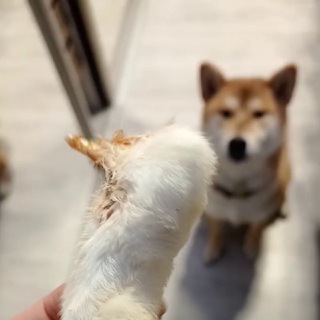 Логотип @probefamily2 - Probefamily зоопсихолог