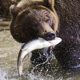 Логотип @profishrus - ProFish