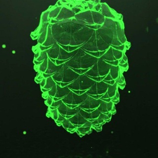 Логотип @profshishkin - Шишкин лес live⚡️⚡️⚡️