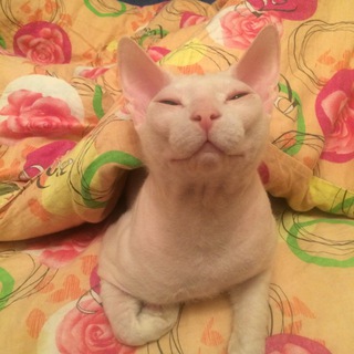 Логотип @prohorcat - Прохор и Феникс коты