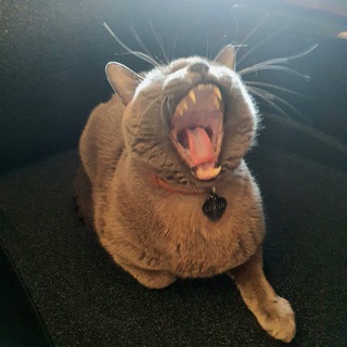 Логотип @prohvosty - Про хвосты