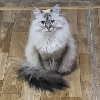 Логотип @prokotikoff - Прокотикофф