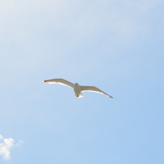 Логотип @prokrum - ПроКрым