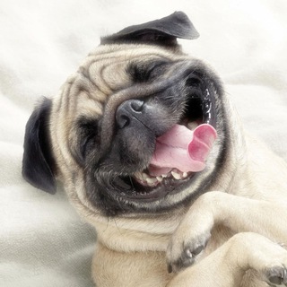 Логотип @promemnik - Pro мемник