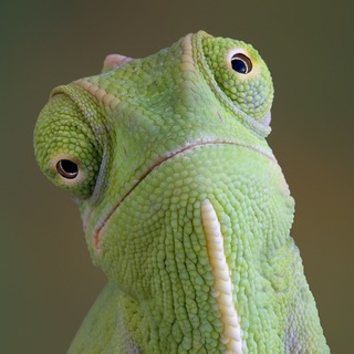 Логотип @promise_checker_bot - promise_checker_bot