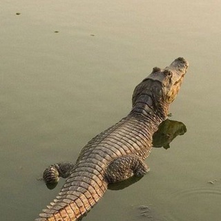 Логотип @property_own - Будни крокодила🐊