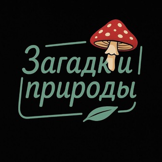 Логотип @prorodnaya_apteka - ЗАГАДКИ ПРИРОДЫ | ЕЖОВИК | ЧАГА | КОРДИЦЕПС | ЛИСИЧКА |