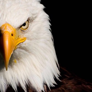 Логотип @prorohcesjayaskinya - Пророческая Скиния