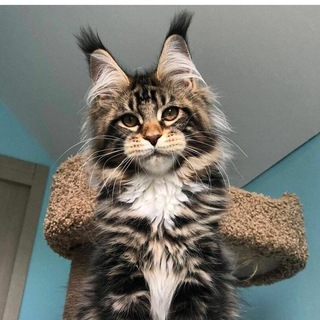 Логотип @prostokoty - Просто кот.