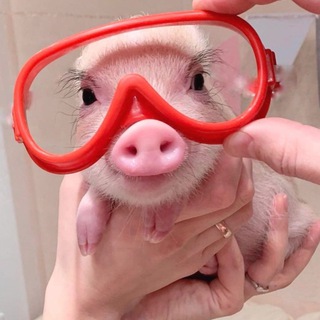 Логотип @prosvinok - Просвинок 🐷