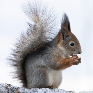 Логотип @prozapovednik - ПроЗаповедник