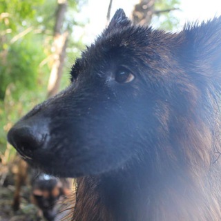 Логотип @prprorokk - ⲣⲉⲥⲥяⲟ υ ⲏюⲏя🫠