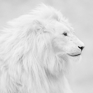 Логотип @prrosmotrreklam - Boglike.max Просмотр рекламы 💰