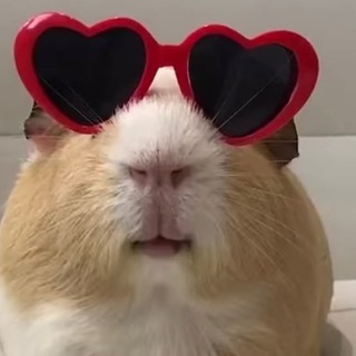 Логотип @prvt_full - 🐹 ПЕРЕХОДНИК 🐹