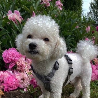 Логотип @pryanik_bishon - Пряничный домик