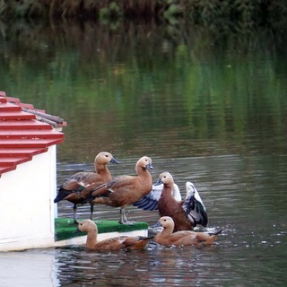 Логотип @pryd_kot - pryd_kot 🦆