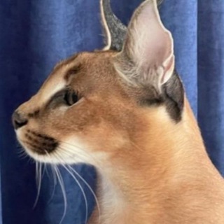 Логотип @pseudointellectualchat - псевдоинтеллектуальный чат