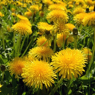 Логотип @psikhologya_simple - Простая психология