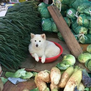 Логотип @psinapss - псинапс