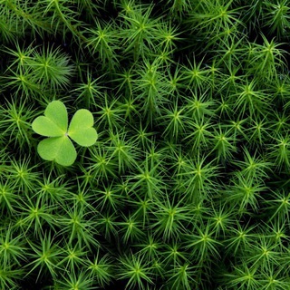 Логотип @psy_moss - Тропинка из мха🍀