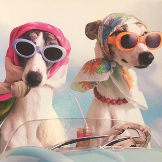 Логотип @psychosophia_life - В адекватной фазе