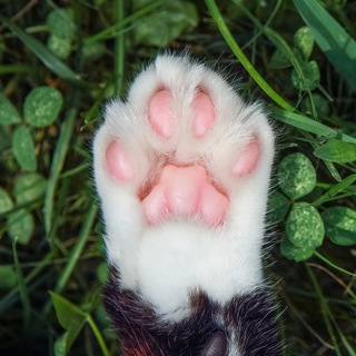 Логотип @psyholog_po_kotam - Психолог по котам