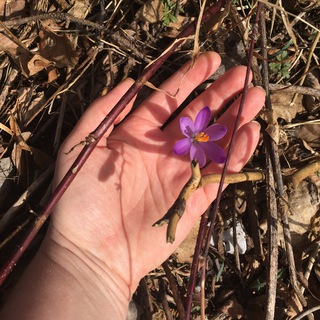 Логотип @psylunnat - Психология на ладони