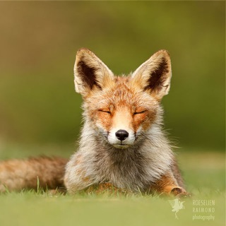 Логотип @psyzenfox - ZenFox