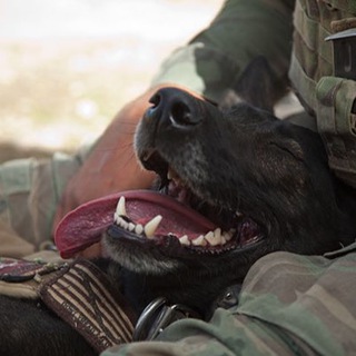 Логотип @ptdog - Противотанковая собака