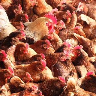 Логотип @pticeray - ПтицеРай