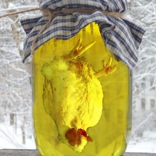 Логотип @ptichka_v_pive - птичковуха