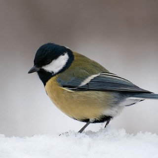 Логотип @ptichka_v_telezhke - Птичка