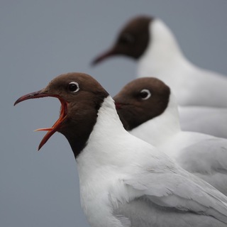 Логотип @ptichking - птичкинг