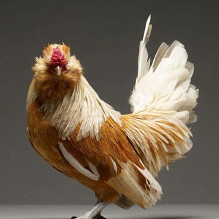 Логотип @ptihka - Птицеводство, сад, огород, рецепты.