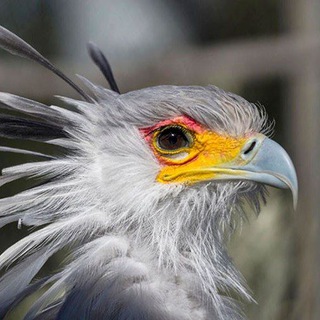 Логотип @ptizebird - Птиц