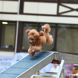 Логотип @pubelka - Пудель Белка 🧡