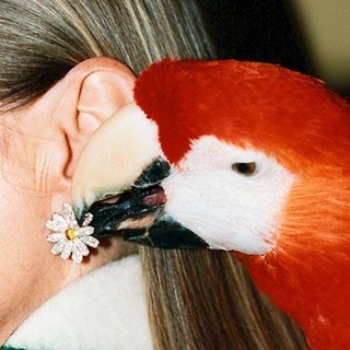 Логотип @pubertatler - Пубертатлер