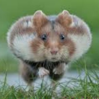 Логотип @publicbitcoinnews - Крипто трейдер