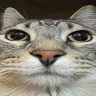 Логотип @publickot123 - кот