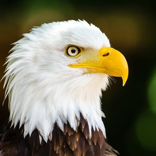 Логотип @publius_76 - Publius