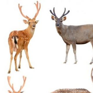 Логотип @pucrandom - random (рандом)