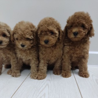 Логотип @pudelkennel - Питомник пуделей