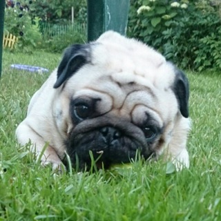 Логотип @pugru - Мопсы 📌