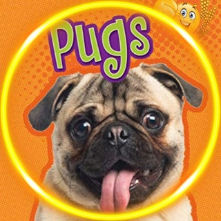 Логотип @pugs_dogs - Мопсы | Pugs 🐶