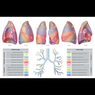 Логотип @pulmo_discussion - Обсуждения