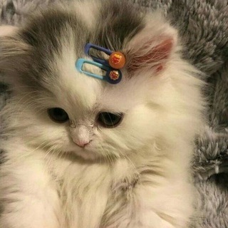 Логотип @pumpkinsoffi - психология || мотивация || учёба