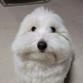 Логотип @puppergang - 𝐏𝐮𝐩𝐩𝐞𝐫 𝐆𝐚𝐧𝐠 🐶